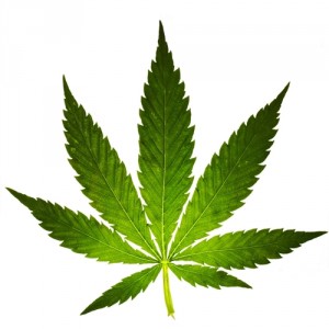 Showdown: Cannabis vs. Alcohol, Source: http://thedailyblog.co.nz/wp-content/uploads/2014/04/cannabis-leaf-80682.jpg