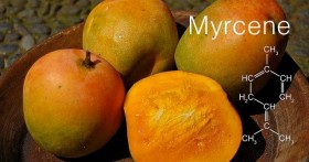 Terpene Profile: Myrcene