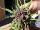 Colorado’s Legal Marijuana Harvest Is Underway