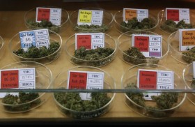 Peer-Reviewed Study Refutes Claims of Widespread Abuse in California’s Medical Marijuana Program