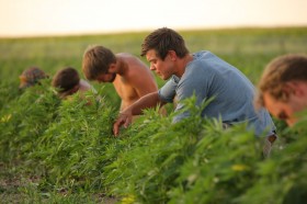 Push for Responsibly Farmed Cannabis