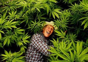 Push for Responsibly Farmed Cannabis, Source: http://marijuanacannabis.files.wordpress.com/2010/02/friarphoto.jpg
