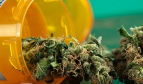 Cannabis: The Archenemy of Brain Tumors