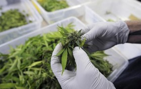 Colorado Health Officials Recommend Grants for 8 Cannabis Studies