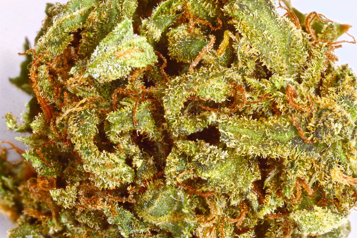 My Favorite Strains Cheese Weedist