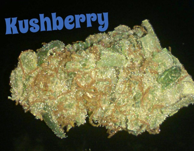 My Favorite Strains: Kushberry, Source: Original Photography by Phe Harpha