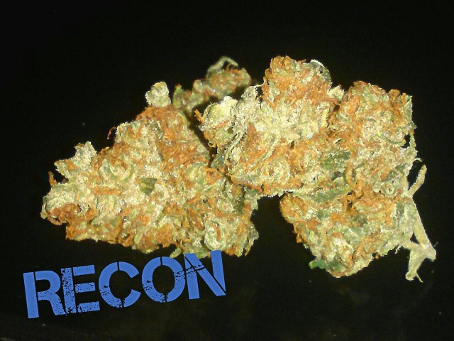 My Favorite Strains: Recon, Source: Original Photography by Phe Harpha