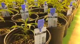 Power to the Pot: Colorado Marijuana Growers Face Electric Fee