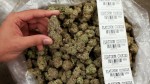 Marijuana Growers Sprout on Wall Street as Pot Goes Public