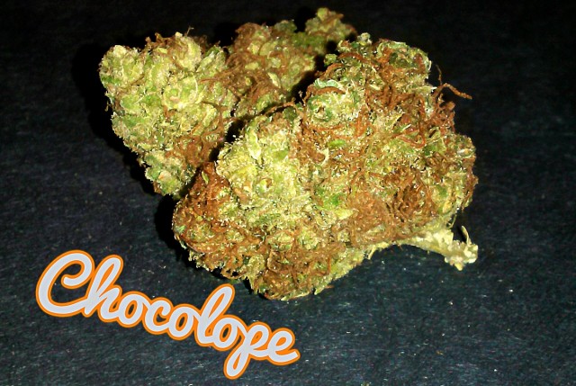 My Favorite Strains: Chocolope, Source: Original Photography by Phe Harpha