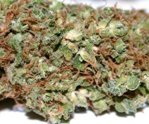 My Favorite Strains: Chocolope, Source: http://www.ourweed.com/wp-content/uploads/2010/11/Chocolope-Marijuana-Strain-Review3.jpg