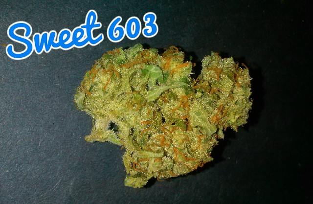 My Favorite Strains: Sweet 603, Source: Original photography by Phe Harpha