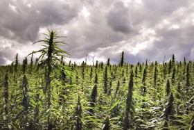 New Year’s Revolutions: The Return of the US Hemp Industry