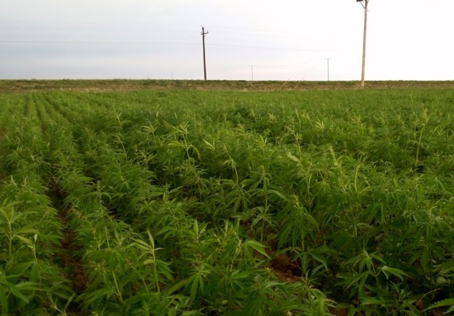 Colorado Cannabis Firm to Grow on California Tribal Lands, Source: http://peakpharma.com/wp-content/uploads/2014/06/RM-Hemp-Crop.jpg