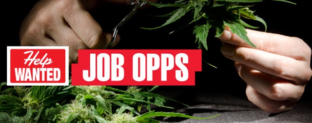 DPA Report: Employment Rates Rise Due to CO Cannabis Legalization, Source: http://azmarijuana.com/wp-content/uploads/2012/04/Get-A-Marijuana-Job.jpg