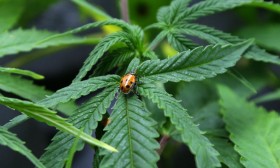 Feds Stick to Court Argument That Marijuana Is Dangerous
