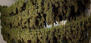 For Great Cannabis, It's All in the Cure, Source: https://cdn.dinafem.org/media/photologue/photos/cache/curado_blog_cdn.jpg
