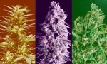 Indica, Sativa, Ruderalis – Did We Get It All Wrong?