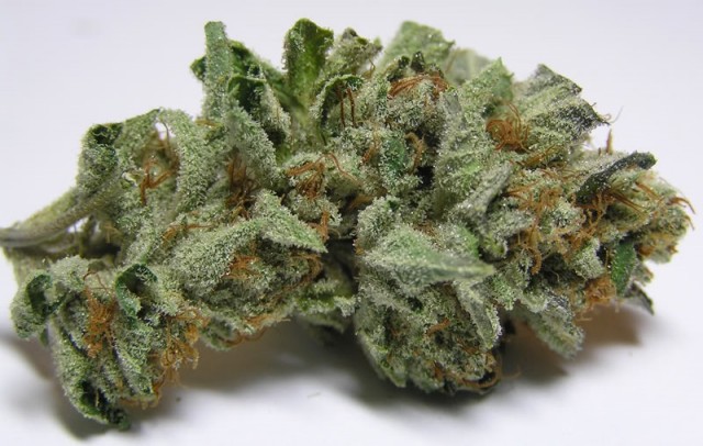 My Favorite Strains: Ghost OG, Source: http://s413.photobucket.com/user/Triggatoe/media/misc/GhostOGKushcopy.jpg.html