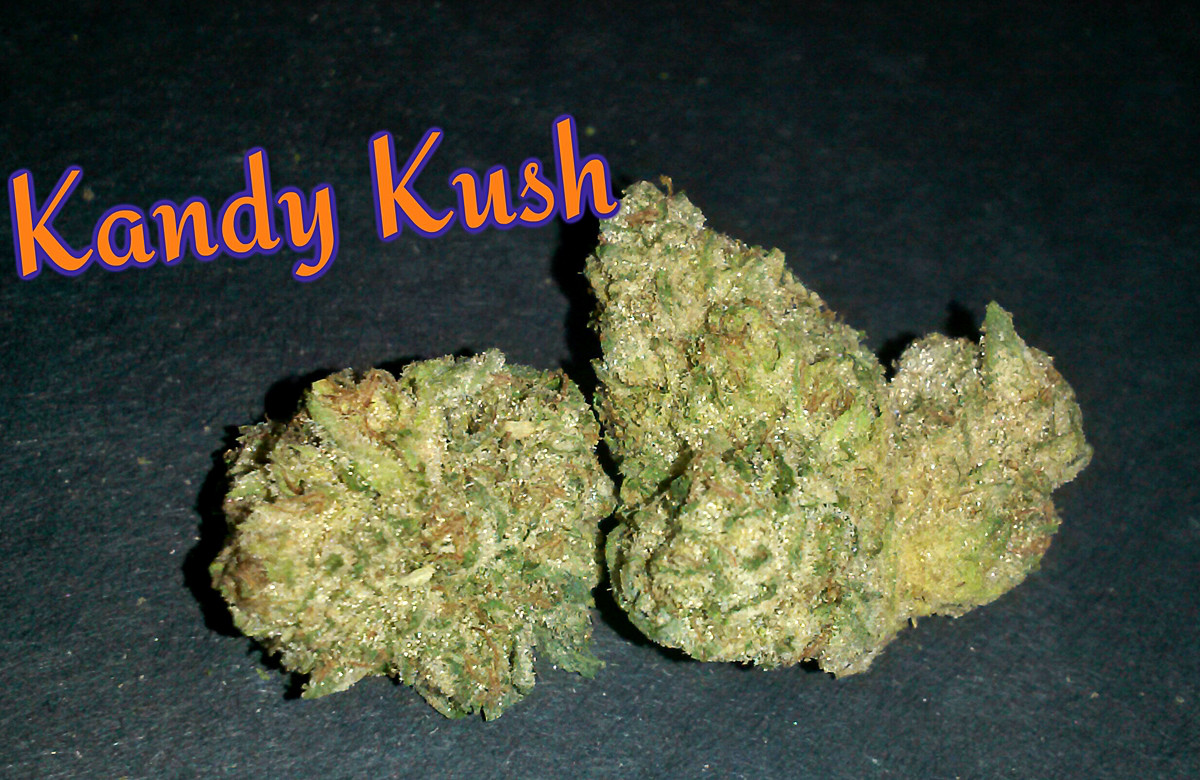 My Favorite Strains Kandy Kush Weedist