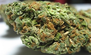 My Favorite Strains for an Active Lifestyle, Source: http://www.weedpad.com/wp-content/uploads/2013/09/Island-Sweet.jpg