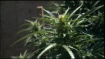 Northern California Tribe Plans Marijuana Farm