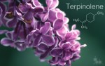 Terpene Profile: Terpinolene