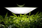 Medical Marijuana May Soon Be Marketed as Kosher
