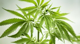 Michigan Activists Prepare for Cannabis Legalization in 2016