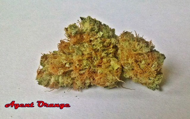 My Favorite Strains: Agent Orange, Source: Original Photography by Phe Harpha