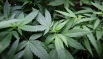 Marijuana Media Is Buzzing as Legal Pot Gains Territory