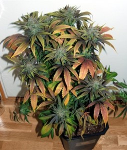 My Favorite Strains: Flo, Source: http://www.kindgreenbuds.com/marijuana-strains/flo/