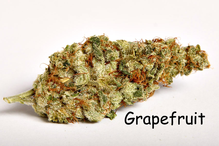 My Favorite Strains Grapefruit Weedist