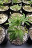 Rhode Island Considers Recreational Marijuana Legalization