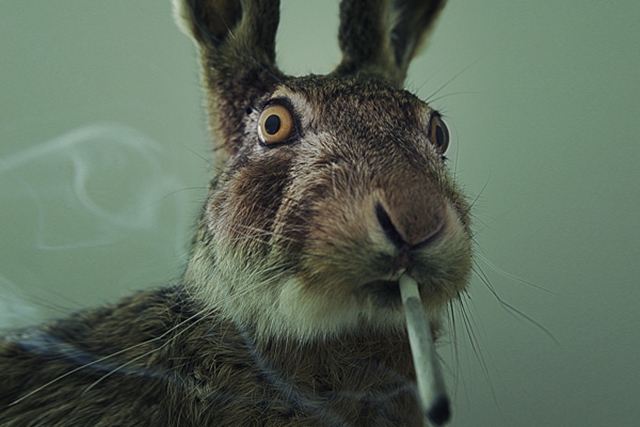 Stoned-Rabbits-The-DEAs-Latest-Fear-Mongering-Tactic-Weedist.jpg