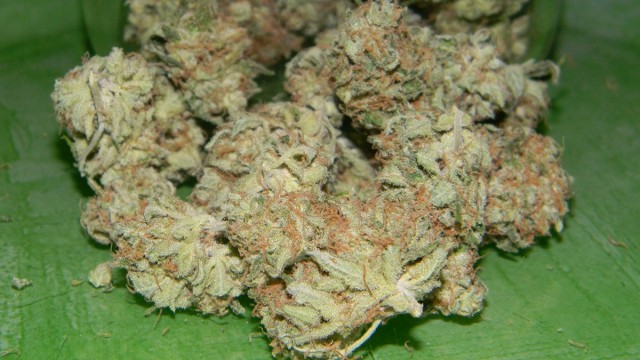 Strain Review: Critical Mass (CBD Strain), Source: http://mrweeds.com/wp-content/uploads/2013/03/2011-01-01-00.00.00-524.jpg