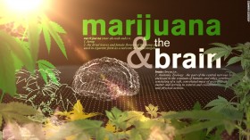10 Diseases Where Medical Marijuana Could Have Impact
