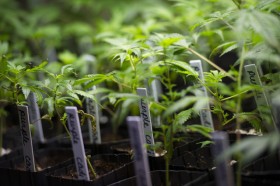 Marijuana Legalization Across U.S. May Hinge on 2016 California Vote