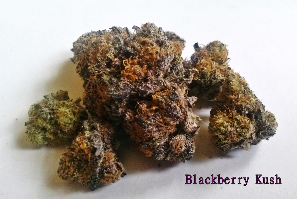 My Favorite Strains Blackberry Kush Weedist