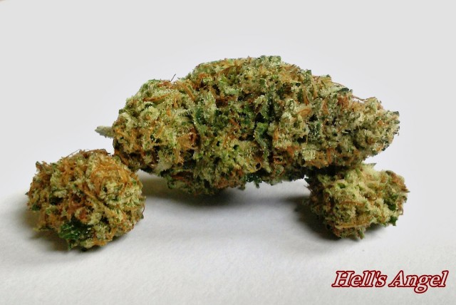 My Favorite Strains: Hell's Angel, Source: Photography for Weedist.com by Phe Harpha