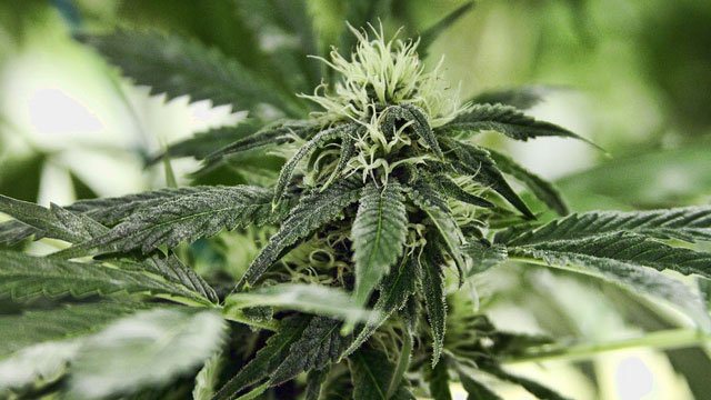 U.S. Government Finally Admits Cannabis Can Kill Cancer Cells, Source: http://i0.wp.com/stuffstonerslike.com/wp-content/uploads/2014/11/How-to-Transplant-Flowering-Cannabis-Plants-2.jpg