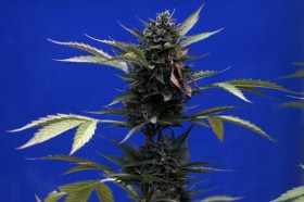 Medical Marijuana Legalization Passes Pennsylvania Senate