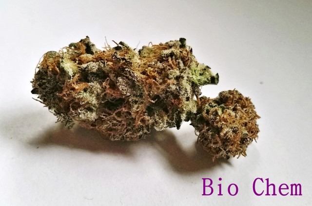 My Favorite Strains: Bio Chem, Source: Original photography for Weedist.com by Phe Harpha