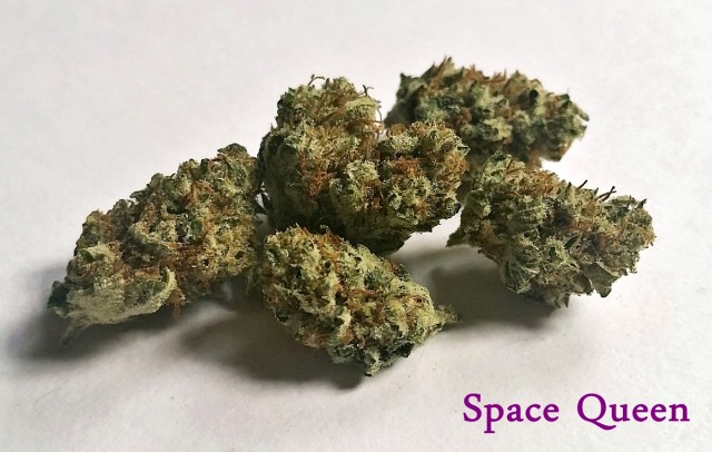 My Favorite Strains: Space Queen , Source: Original photography by Phe Harpha for Weedist.com