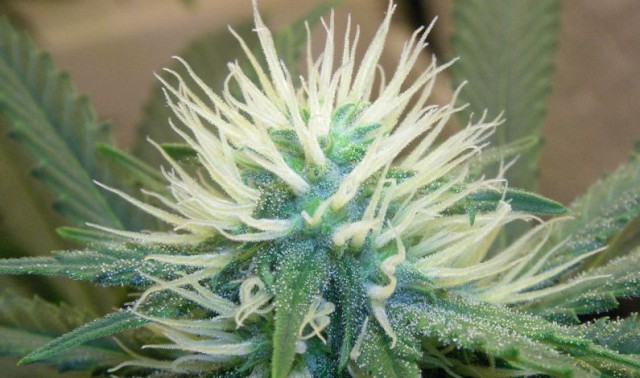 New Study From Spain: Cannabis May Create False Memories, Source: http://i0.wp.com/www.thedailychronic.net/wp-content/uploads/2013/06/marijuana-Gypsummit.jpg?resize=795%2C470