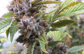 Cannabis Emerges as Possible Cure for Parasitic Infection