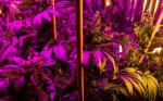 Cannabis May Temper Opioid Use