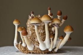 Microdosing Psychedelics Could Be Part of a Healthy Lifestyle