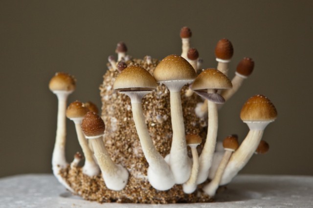 Microdosing Psychedelics Could Be Part of a Healthy Lifestyle, Source: http://1.bp.blogspot.com/-9Xf9TrF-dTs/Uc2YFpvhutI/AAAAAAAABoM/L0r20-mhuW8/s1280/000000000000000000000000000000000000000ju.jpg