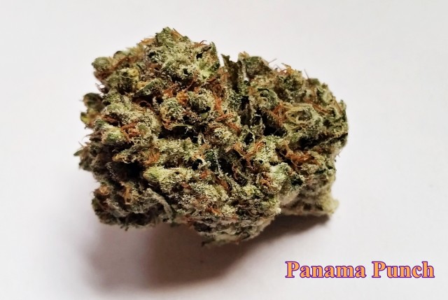 My Favorite Strains: Panama Punch, Source: Original photo for Weedist.com by Phe Harpha